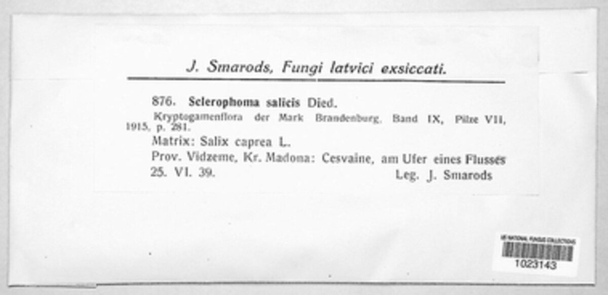 Sclerophoma image